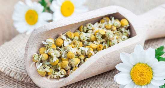 طرز تهیه دمنوش بابونه برای سرماخوردگی ؛ درمان سرماخوردگی با خوردن دمنوش بابونه