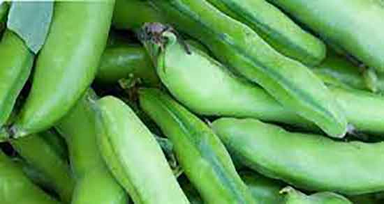 طرز تهیه پودر باقلا دستور تهیه پودر باقالا سبز به روش خانگی چگونه است