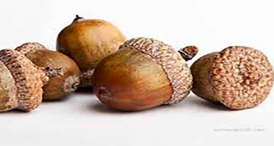 طرز تهیه کلگ از بلوط دستور تهیه کلگ ساده لری و خوشمزه با بلوط تازه