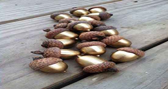 طرز خوردن میوه بلوط چگونه میتوان از میوه بلوط تازه استفاده کرد