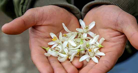 طرز نگهداری گل بهار نارنج ؛ نحوه صحیح نگهداری گل بهار نارنج برای مدت طولانی