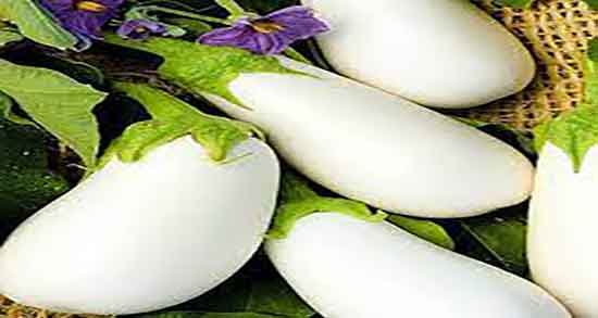 طرز پخت بادمجان سفید ؛ دستور استفاده از بادمجان سفید برای خورشت