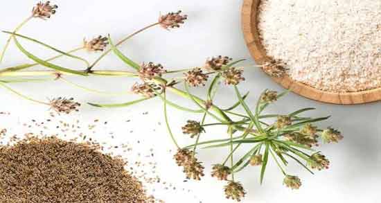 طریقه مصرف اسفرزه ؛ روش استفاده از اسفرزه چگونه است