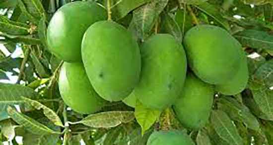 طریقه مصرف انبه سبز ؛ دستور استفاده از انبه سبز به روش خانگی