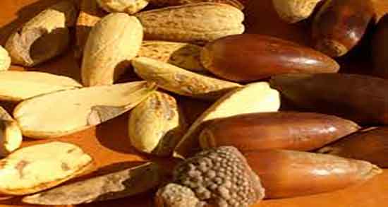 طریقه مصرف بلوط برای درمان معده نحوه مصرف بلوط برای درمان زخم معده