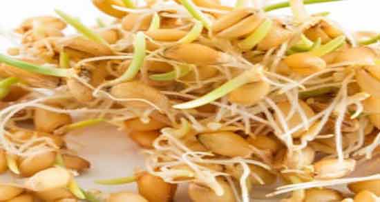 طریقه مصرف جوانه گندم برای لاغری ؛ روش مصرف جوانه گندم برای کاهش وزن