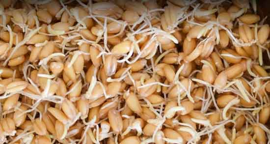 طریقه مصرف جوانه گندم در بدنسازی ؛ روش استفاده از جوانه گندم در بدنسازی