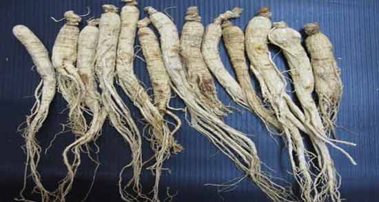طریقه مصرف جینسینگ برای بارداری ؛ روش استفاده از جینسینگ در دوران بارداری