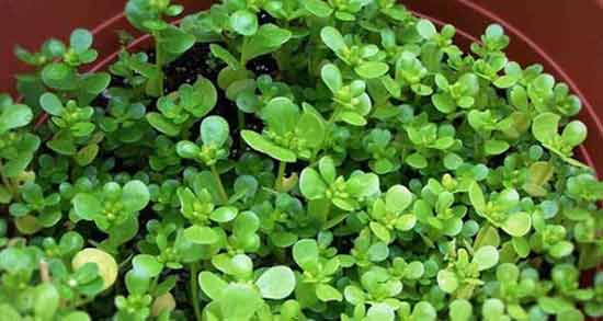 طریقه مصرف خرفه برای دیابت ؛ روش استفاده از خرفه برای افراد دیابتی