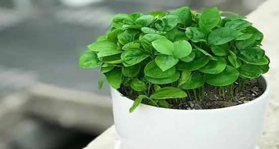 طریقه مصرف خرفه ؛ نحوه صحیح استفاده از خرفه
