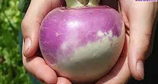 طریقه مصرف شلغم در بارداری ؛ دستور استفاده از شلغم برای زنان باردار