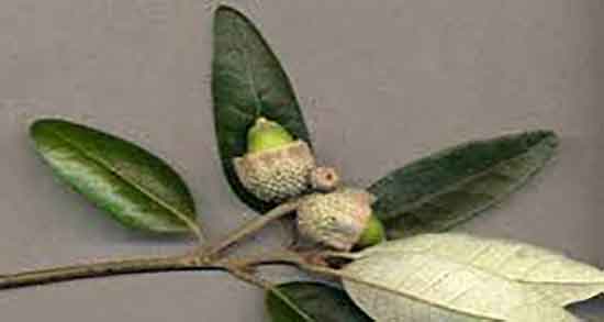 طریقه مصرف پودر بلوط چگونه از پودر بلوط برای نان استفاده کنیم طریقه مصرف پودر بلوط چگونه از پودر بلوط برای نان استفاده کنیم