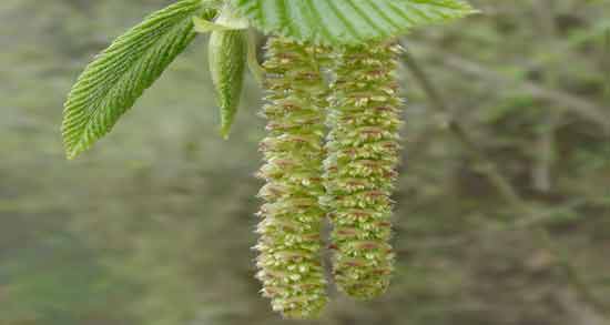 طریقه ی مصرف گل فندق برای درمان اسهال ؛ خاصیت دارویی گل فندق برای اسهال