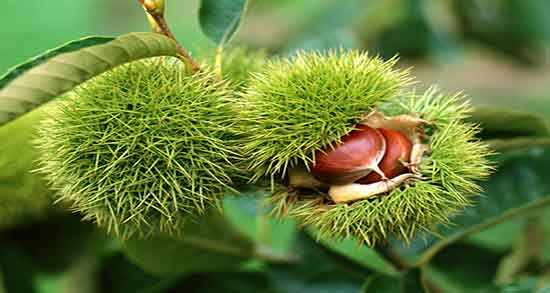 عصاره بلوط چیست خاصیت عصاره بلوط برای چربی سوزی شکم و پهلو