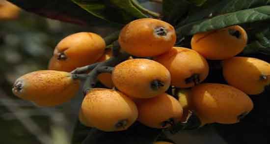 علت میوه ندادن درخت ازگیل ژاپنی ؛ چرا درختان ازگیل ژاپنی میوه نمی دهند