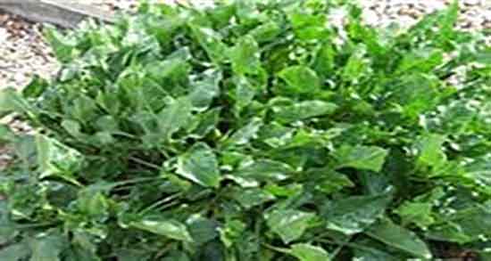 عوارض خوردن اسفناج در بارداری ؛ مضرات مصرف اسفناج برای زنان حامله