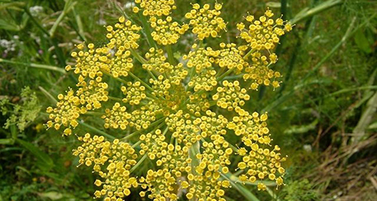 عوارض رازیانه خیراندیش ؛ مضرات رازیانه برای زنان باردار از دکتر خیر اندیش