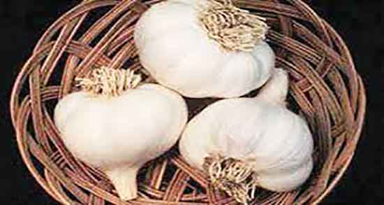 عوارض سیر برای ابرو ؛ ایا خوردن سیر برای تقویت و رشد ابرو مفیده