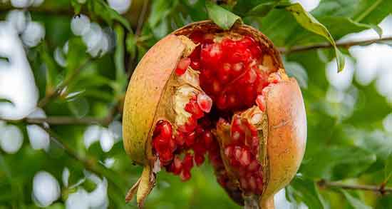 عوارض مصرف بیش از حد آب انار ؛ مضرات مصرف زیاد اب انار برای گوارش
