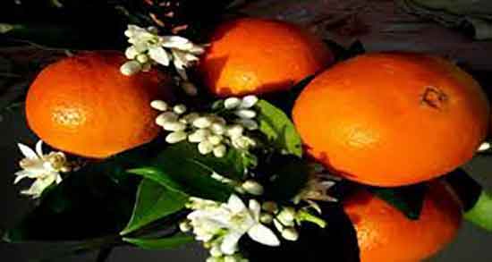 عوارض پوست نارنج ؛ مضرات مصرف پوست نارنج برای پوست کودکان