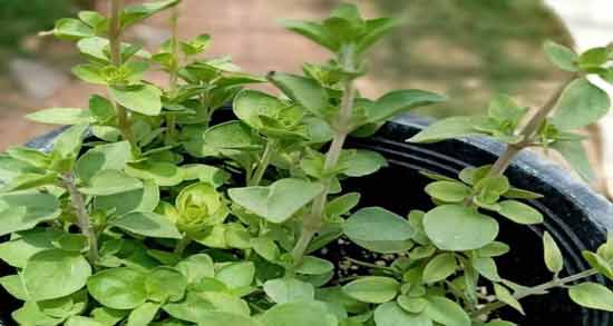 عکس آویشن شیرازی و همه چیز درباره خواص و مشخصات آویشن شیرازی عکس آویشن شیرازی ؛ همه چیز درباره خواص و مشخصات آویشن شیرازی