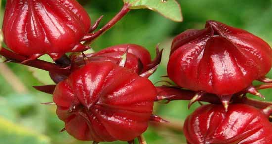 عکس چای ترش ؛ آشنایی با خواص و مشخصات ظاهری چای ترش