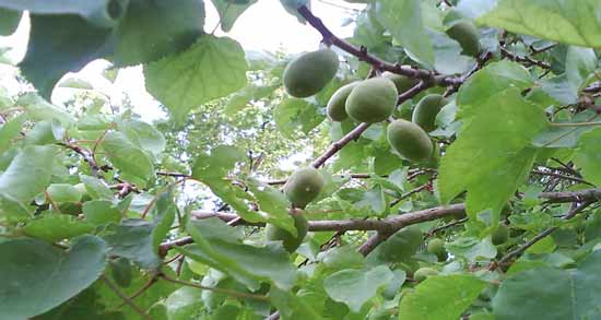 عکس چغاله بادام روی درخت ؛ آشنایی با خواص و مشخصات چغاله بادام
