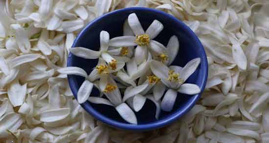 عکس گیاه بهار نارنج و آشنایی با خواص و مشخصات گیاه بهار نارنج عکس گیاه بهار نارنج ؛ آشنایی با خواص و مشخصات گیاه بهار نارنج