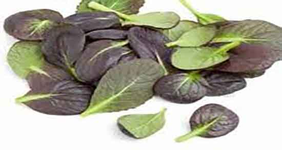 غذا با اسفناج و عدس ؛ دستور تهیه غذا با اسفناج و عدس چگونه است