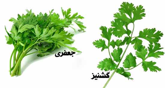 فرق جعفری و گشنیز نی نی سایت و چه تفاوت هایی بین جعفری و گشنیز وجود دارد فرق جعفری و گشنیز نی نی سایت ؛ چه تفاوت هایی بین جعفری و گشنیز وجود دارد