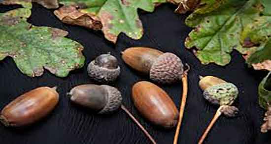 فصل بلوط اغاز برداشت میوه بلوط در فصل بهار و در چه فصلی بلوط میوه میده فصل بلوط اغاز برداشت میوه بلوط در فصل بهار + در چه فصلی بلوط میوه میده