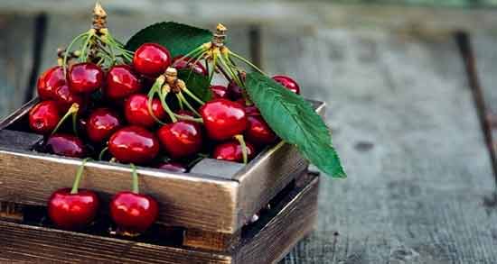 فواید خوردن آلبالو ؛ خاصیت دارویی خوردن آلبالو برای سلامت بدن