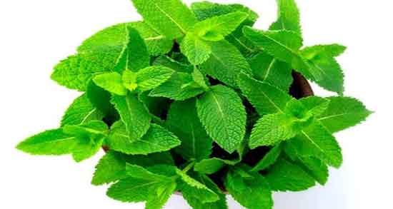 فواید پونه برای ریه ایا مصرف پونه برای درمان عفونت های گوارشی مفیده