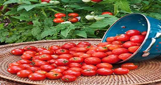 فواید گوجه گیلاسی خاصیت مصرف گوجه گیلاسی برای چربی سوزی شکم