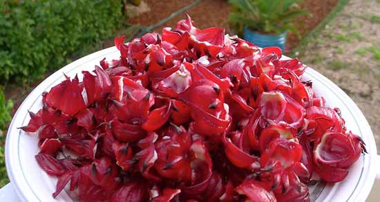 ماندگاری چای ترش ؛ همه چیز درباره چای ترش و مدت ماندگاری آن