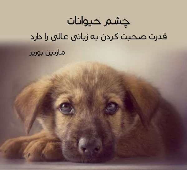 متن در مورد حیوانات بی پناه + جملات در مورد مهربانی کردن به حیوانات