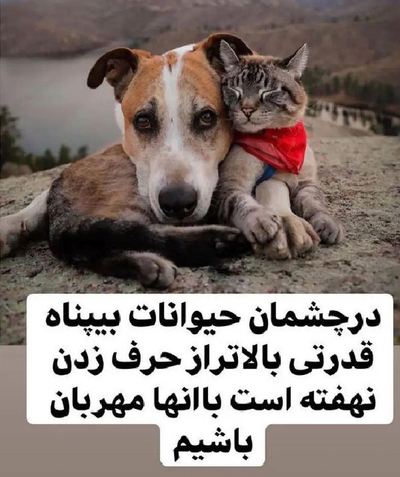 متن در مورد حیوانات بی پناه + جملات در مورد مهربانی کردن به حیوانات