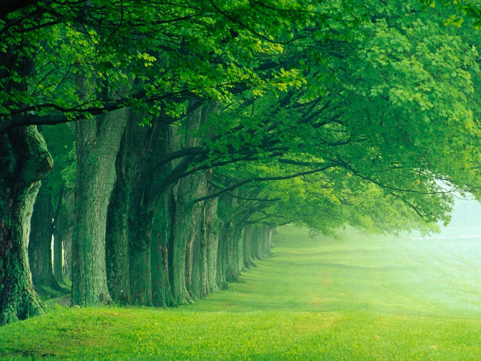 متن درباره سر سرسبزی بهار؛ جملات درباره طبیعت زیبای بهاری