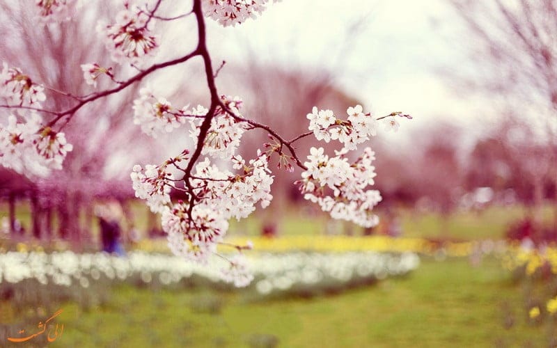متن و جملات سلام صبح بخیر بهاری + صبحت بخیر زیبا برای همسر و دوستان