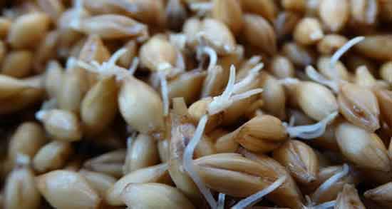 مصرف جوانه گندم قبل از بارداری ؛ آشنایی با فواید مصرف جوانه گندم برای بارداری