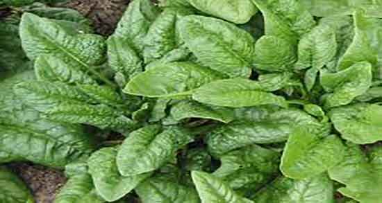 مصلح اسفناج در طب سنتی ؛ ایا مصلح اسفناج در طب سنتی روغن است