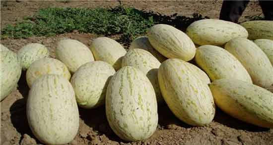مصلح خربزه و عسل ؛ همه چیز درباره مصلح خربزه و عسل