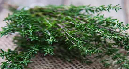 مضرات آویشن برای دیابت ؛ بررسی عوارض و مضرات خوردن آویشن برای بیماری دیابت