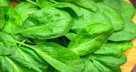 مضرات اسفناج در طب سنتی ؛ عوارض اسفناج از نظر طب سنتی چیست