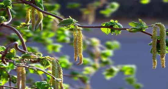 مضرات گل فندق ؛ استفاده از گل فندق چه مضراتی برای بدن دارد