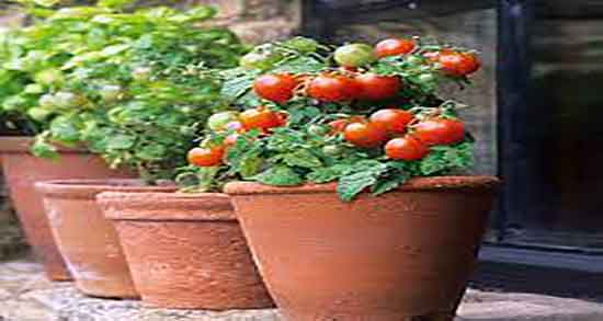 مضرات گوجه گیلاسی عوارض استفاده از گوجه گیلاسی برای سنگ کلیه