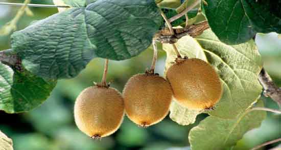 مقدار پی اچ کیوی ؛ آیا می دانید ph کیوی چند است؟