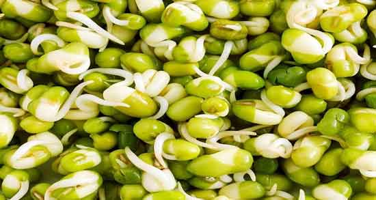 موارد استفاده جوانه ماش ؛ آشنایی با خواص و کاربردهای جوانه ماش