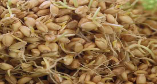 میزان پروتئین در جوانه گندم ؛ چه میزان پروتئین در جوانه گندم وجود دارد