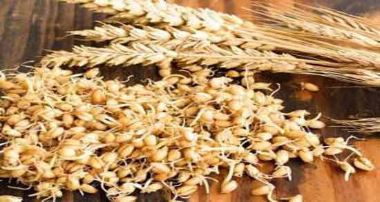 نحوه مصرف جوانه گندم برای چاقی ؛ روش استفاده از جوانه گندم برای چاق شدن